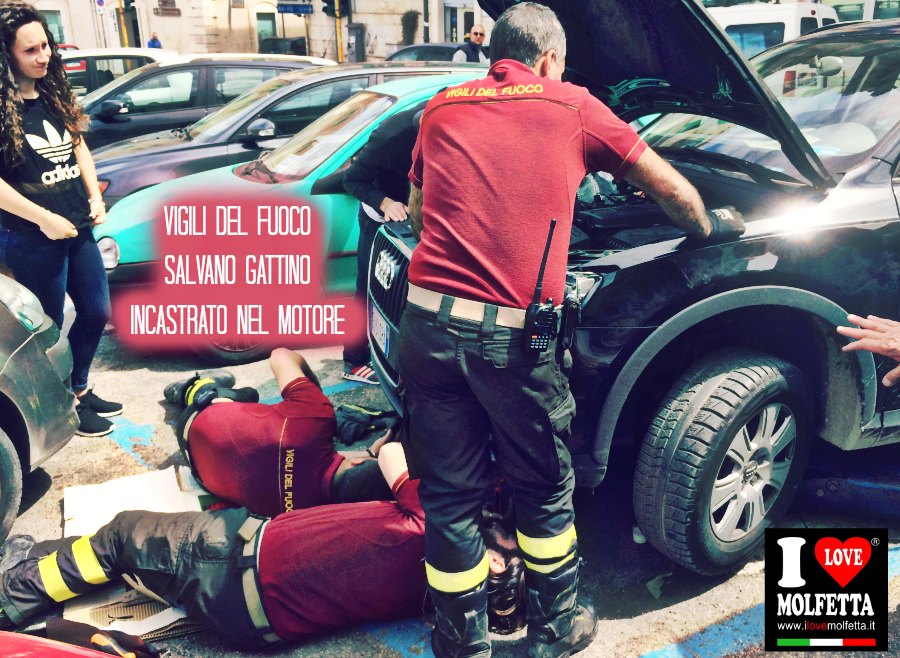 Vigili del fuoco salvano gattino incastrato nel motore di un'auto