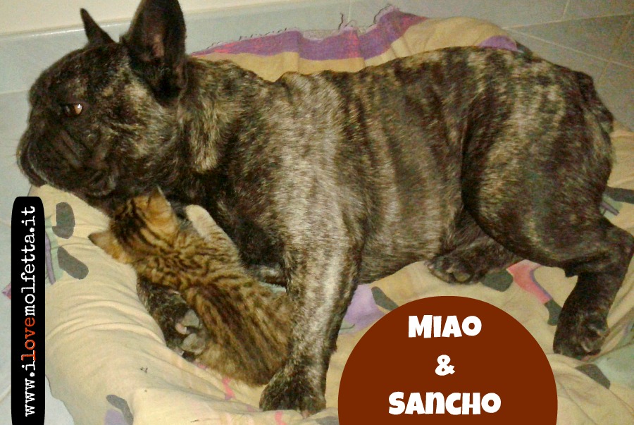 Miao e Sancho: un�amicizia pi&ugrave; forte dell�istinto