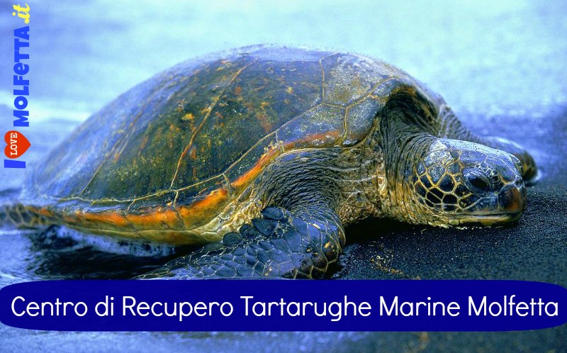 Centro Recupero Tartarughe Marine