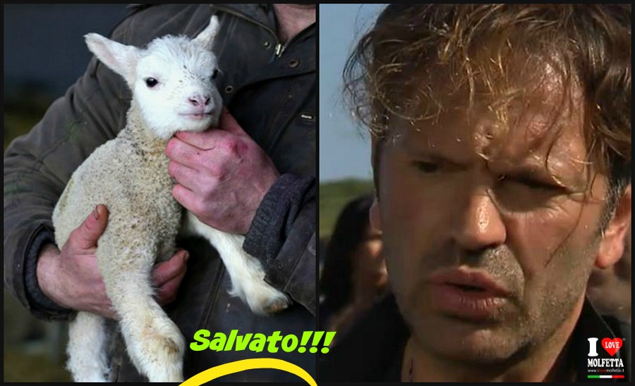 Un posto nel Paradiso degli animali