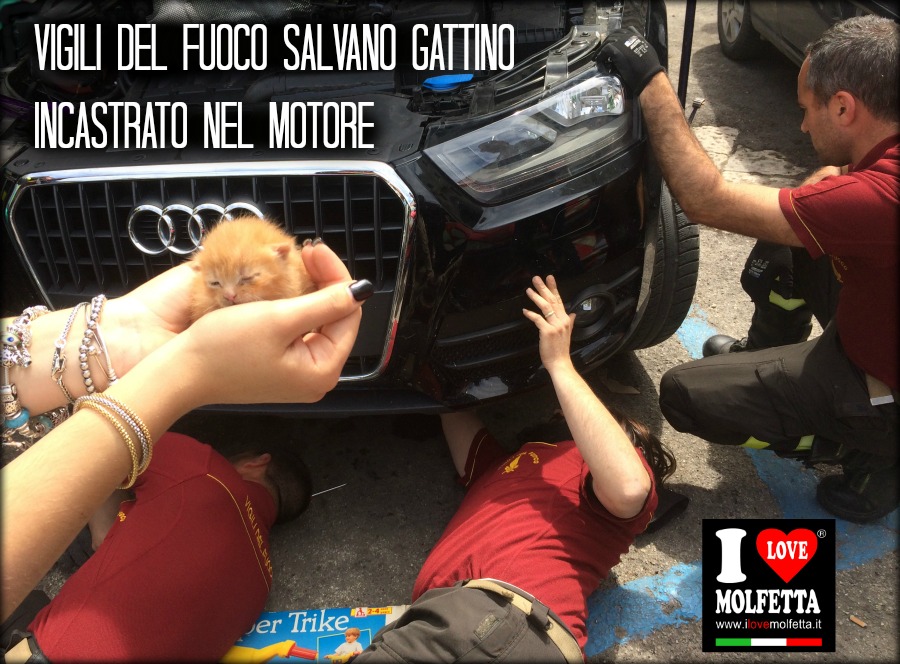 Vigili del fuoco salvano gattino incastrato nel motore di un auto