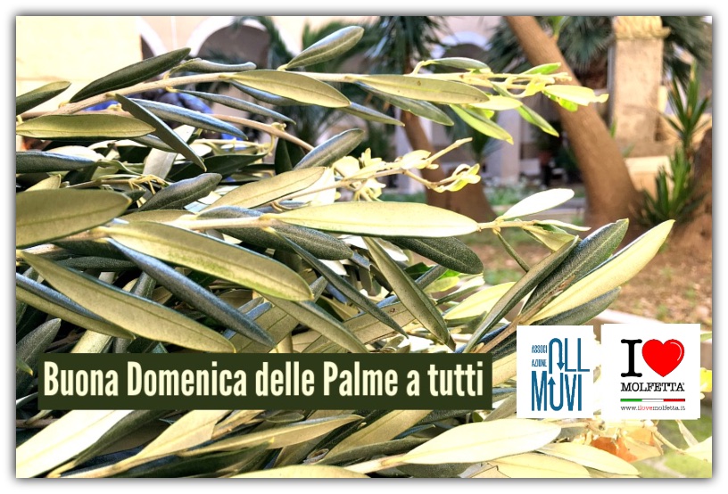 Buona Domenica delle Palme da Molfetta nel mondo