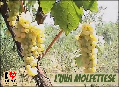 Racconti in molfettese: l'uva. Don Giuseppe de Candia