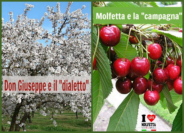 Molfetta e la campagna: il ciliegio, il mandorlo...